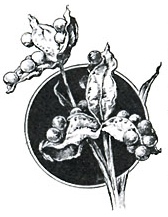 GoM插图（露米娅-LOGO）.jpg