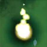 外来韦编10 兽王园特辑 016.jpg