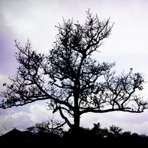 Lucid Dream封面.png