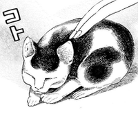 超音波睡猫.png