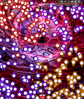 「现代的神灵界」