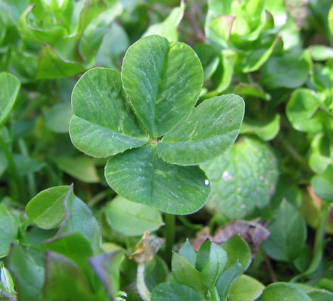 文件:Four-leaf clover.jpg
