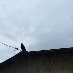 The case is a lie.封面.jpg