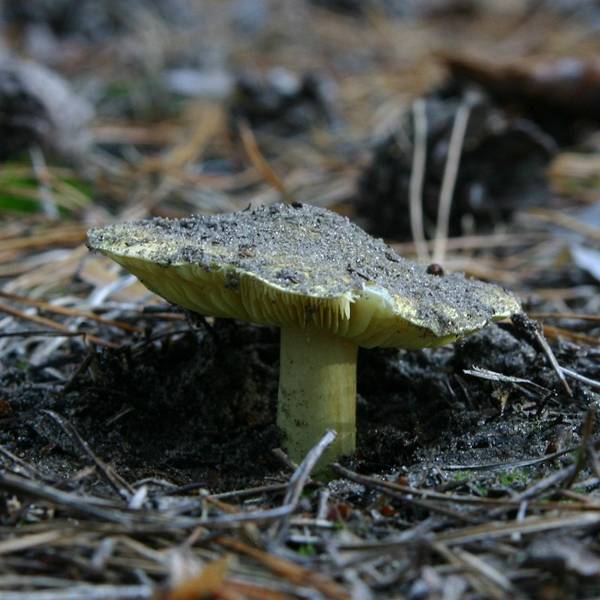 文件:Tricholoma equestre.jpg