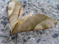 豆天蛾（Clanis bilineata）