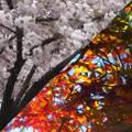 四季折々 ～ Four Seasons 封面图片