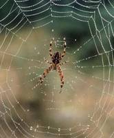蜘蛛网