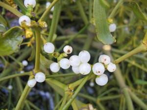 Viscum album fruit.jpg