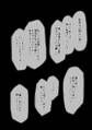 2025年3月19日 (三) 11:55版本的缩略图