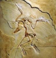 始祖鸟化石（柏林标本）